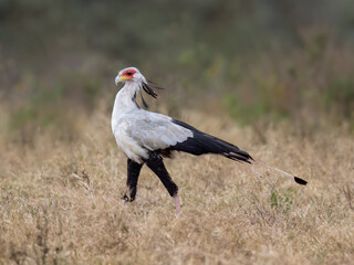 Secretarybird walking through the grasslands, displaying its distinctive long legs and striking plumage