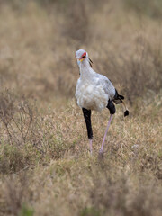 Secretarybird walking through the grasslands, displaying its distinctive long legs and striking plumage
