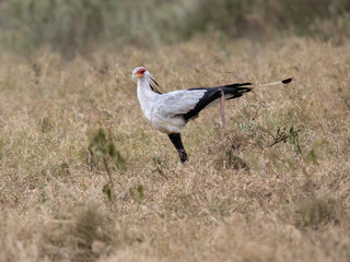 Secretarybird walking through the grasslands, displaying its distinctive long legs and striking plumage