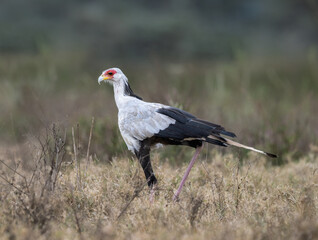 Secretarybird walking through the grasslands, displaying its distinctive long legs and striking plumage