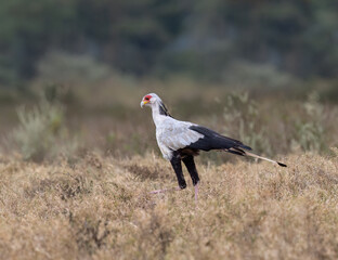 Secretarybird walking through the grasslands, displaying its distinctive long legs and striking plumage