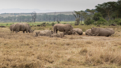 Obraz premium Group of rhinos resting on the dry ground, surrounded by distant buffalo