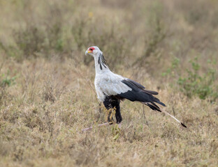 Secretarybird walking through the grasslands, displaying its distinctive long legs and striking plumage