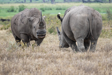 Fototapeta premium Dominant white rhino with a long, prominent horn staring ahead
