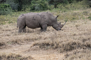 Fototapeta premium White Rhinoceros Standing on open savannah grassland in natural wildlife habitat