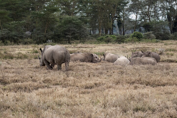 Obraz premium Group of rhinos resting on the dry ground, surrounded by distant buffalo