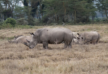 Fototapeta premium Small herd of white rhinos, including calves, grazing in the dry savanna