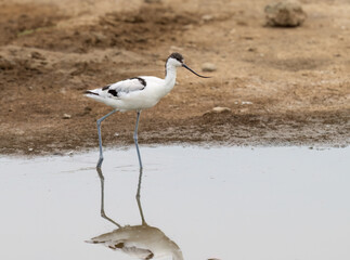 Pied avocet foraging in the water, its distinctive upturned bill creating a reflection