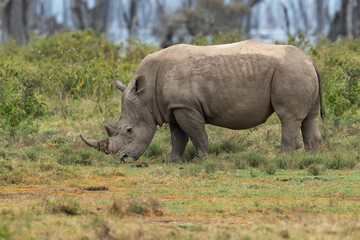 Obraz premium White rhino grazing in grassland, its rugged hide covered in mud 