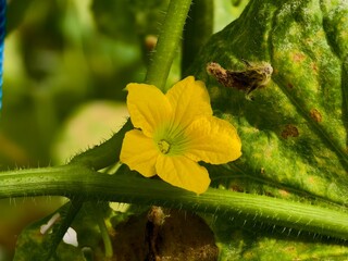 melon flowers in the morning