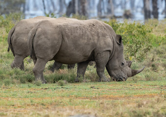 Fototapeta premium White rhinos grazing in grassland, its rugged hide covered in mud 