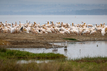  Tightly packed group of pelicans resting and preening along the lake&rsquo;s edge 