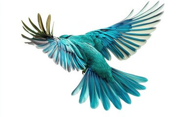 Fototapeta premium A vibrant turquoise bird in mid-flight showcasing majestic wings against a clean background isolated on transparent background