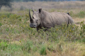 Obraz premium Close-up of a grazing white rhino in the grass