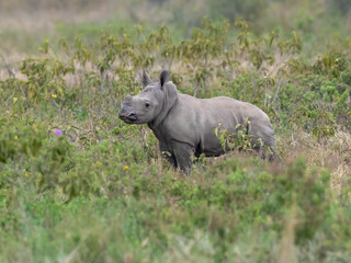 Obraz premium White rhino calf surrounded by lush green vegetation and wildflowers