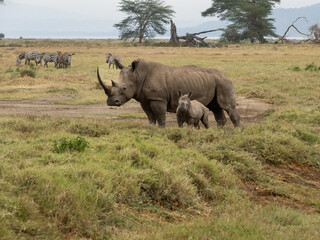 Fototapeta premium Mother white rhino with her calf walking through the grasslands