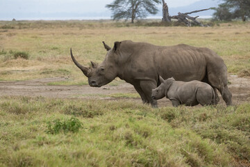 Mother white rhino with her calf walking through the grasslands