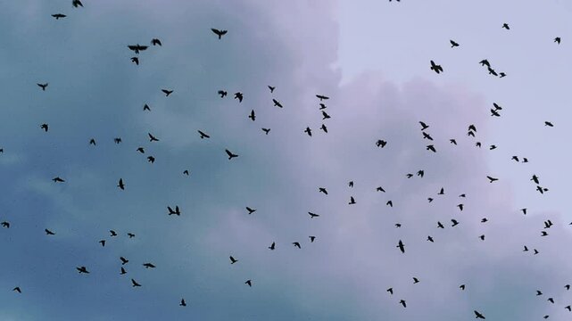 Sur fond de nuages cumulus, une vol&eacute;e d&rsquo;oiseaux plane au-dessus de la ville.