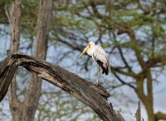 Yellow-billed stork perches on a weathered tree branch, with a blurred background of acacia trees