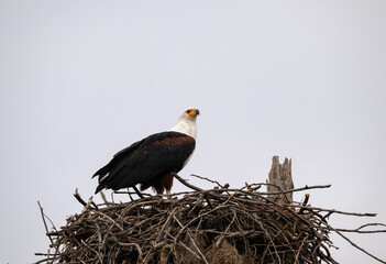 African Fish Eagle perched on a large nest of intertwined branches 