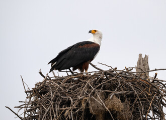 African Fish Eagle perched on a large nest of intertwined branches 