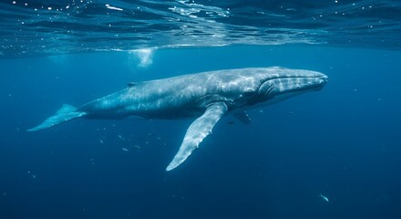 Fototapeta premium Ocean Giants The Blue Whale in the Deep Sea
