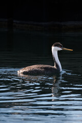 Western Grebe bird swimming in a lake