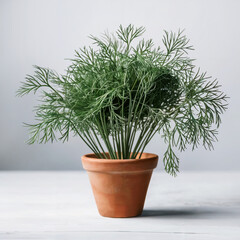 Fototapeta premium Fresh dill bunch in pot on white