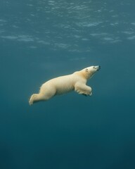 Naklejka premium Majestic Polar Bear Swimming Gracefully Underwater in Calm Blue Waters, Wildlife Photography