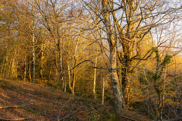 Forest with trees in the foreground and background