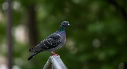 Fototapeta premium Peaceful Urban Bird Doves Perching in City Parks and Gardens