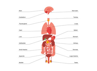 Human internal organs