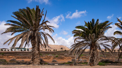 Fototapeta premium Palm trees under a bright blue sky in a desert-like landscape with distant mountains and clouds Costa Teguise Lanzarote