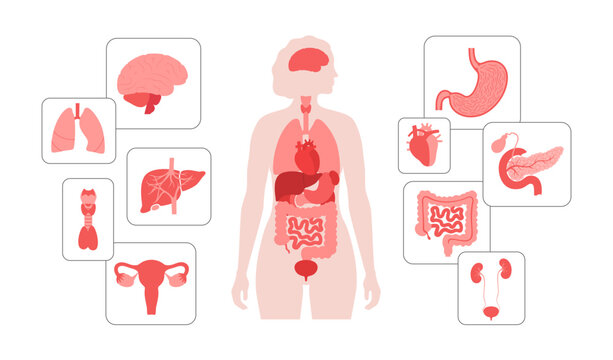Human internal organs