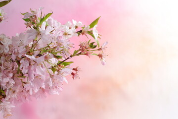Cherry flower blooming, spring bloom branch on pink background