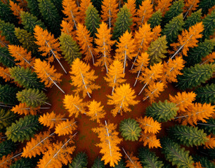 Norwegian birch forest in autumn. Golden leaves contrast with deep green evergreens in a vibrant seasonal landscape