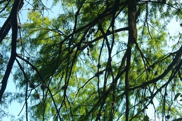 Scenic nature landscape photograph of the Guadalupe River in Kerrville, Texas.