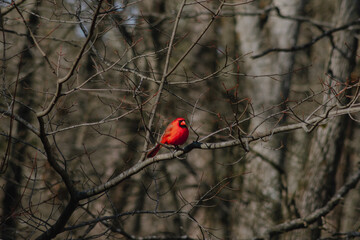Bright red cardinal on a branch turned to the right in a barren forest, symbol of death, family, and rebirth. Memorial of someone you love 