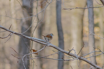 Female house sparrow on branch in the barren woods in northern united states on winter morning 