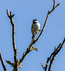 Coal tit, British bird on a branch.
