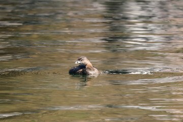 Fototapeta premium Pied billed grebe swimming in a lake