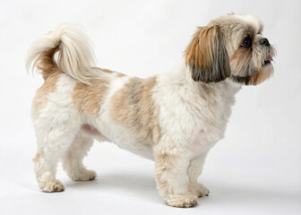 shih tzu dog