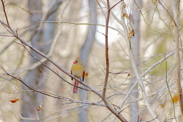 Front view of Female Cardinal on a branch in the winter with barren trees in hazy background