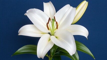 Obraz premium Elegant White Lily on Deep Blue Background with Lush Green Leaves