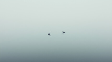 Fototapeta premium Minimalist scene of two ducks on calm water