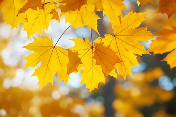 Obraz premium autumn maple leaves on a sunny day, note shallow depth of field
