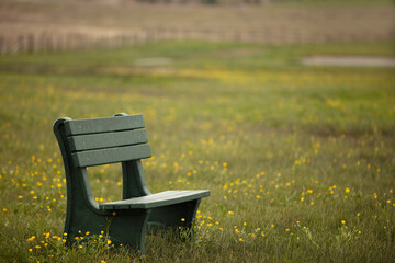 A green bench in a park like setting of yellow flowers in a meadow.