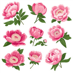 Ideal for romantic stationery, branding materials, or any project needing charming pink peony illustrations