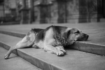Perro abandonado en la calle, descansando.