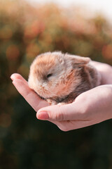 A tiny baby rabbit rests in the gentle hands of a person, bathed in warm sunlight with a soft-focus natural background.